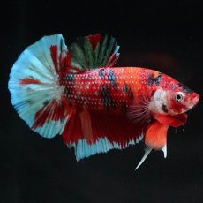 画像8: HMPK　キャンディ (8)