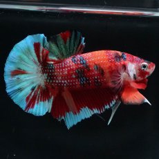 画像6: HMPK　キャンディ (6)