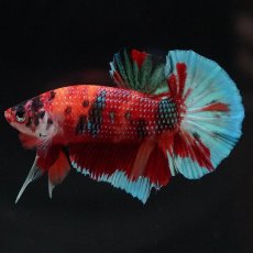 画像5: HMPK　キャンディ (5)