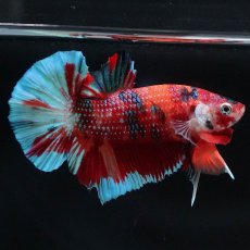 画像4: HMPK　キャンディ (4)