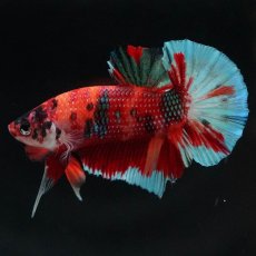 画像3: HMPK　キャンディ (3)