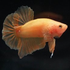 画像11: HMPK　ソリッドイエロー (11)