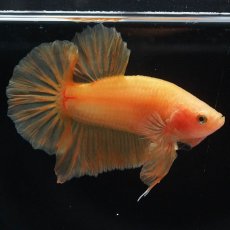 画像10: HMPK　ソリッドイエロー (10)