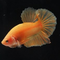 画像9: HMPK　ソリッドイエロー (9)