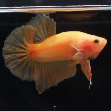 画像8: HMPK　ソリッドイエロー (8)