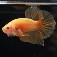 画像7: HMPK　ソリッドイエロー (7)