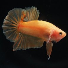 画像6: HMPK　ソリッドイエロー (6)