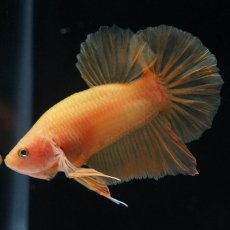 画像5: HMPK　ソリッドイエロー (5)