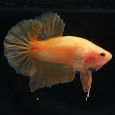 画像4: HMPK　ソリッドイエロー (4)