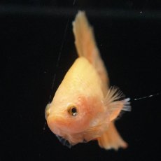 画像3: HMPK　ソリッドイエロー (3)