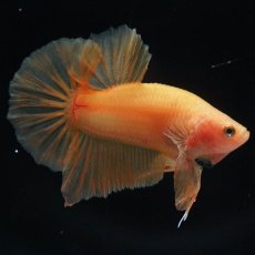 画像1: HMPK　ソリッドイエロー (1)