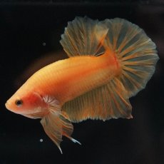 画像2: HMPK　ソリッドイエロー (2)