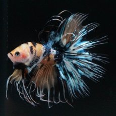 画像1: CT　イエロータイガーギャラクシー (1)