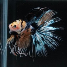 画像5: CT　イエロータイガーギャラクシー (5)