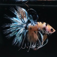 画像4: CT　イエロータイガーギャラクシー (4)