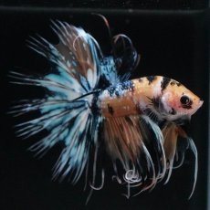 画像2: CT　イエロータイガーギャラクシー (2)