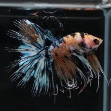 画像7: CT　イエロータイガーギャラクシー (7)