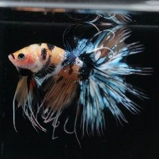 画像3: CT　イエロータイガーギャラクシー (3)