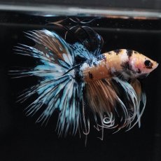 画像6: CT　イエロータイガーギャラクシー (6)