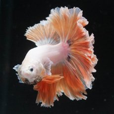 画像3: HM　プラチナイエロードラゴン　ローズテール (3)