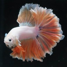 画像2: HM　プラチナイエロードラゴン　ローズテール (2)