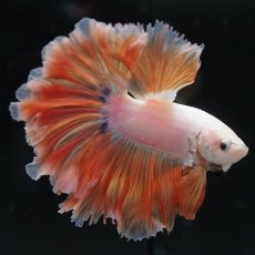 画像1: HM　プラチナイエロードラゴン　ローズテール (1)