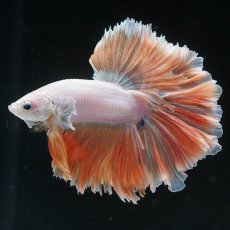 画像8: HM　プラチナイエロードラゴン　ローズテール (8)