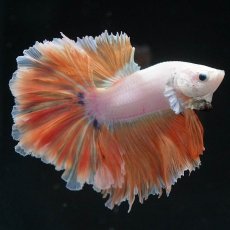 画像6: HM　プラチナイエロードラゴン　ローズテール (6)