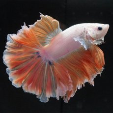 画像4: HM　プラチナイエロードラゴン　ローズテール (4)