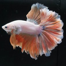 画像7: HM　プラチナイエロードラゴン　ローズテール (7)