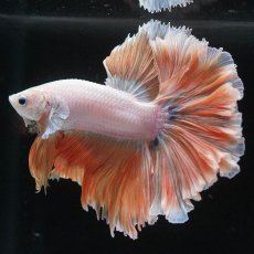 画像5: HM　プラチナイエロードラゴン　ローズテール (5)