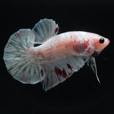 画像7: HMPK　ファンシー (7)