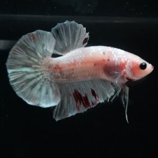 画像9: HMPK　ファンシー (9)