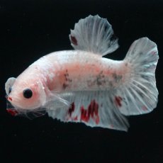 画像8: HMPK　ファンシー (8)