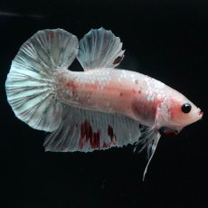 画像1: HMPK　ファンシー (1)