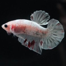 画像6: HMPK　ファンシー (6)