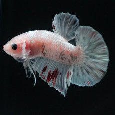 画像2: HMPK　ファンシー (2)