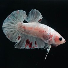 画像5: HMPK　ファンシー (5)