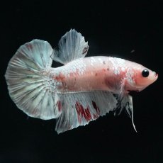 画像3: HMPK　ファンシー (3)