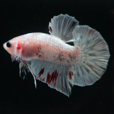 画像4: HMPK　ファンシー (4)