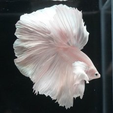 画像9: HMダンボ　ホワイト (9)