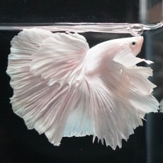画像4: HMダンボ　ホワイト (4)