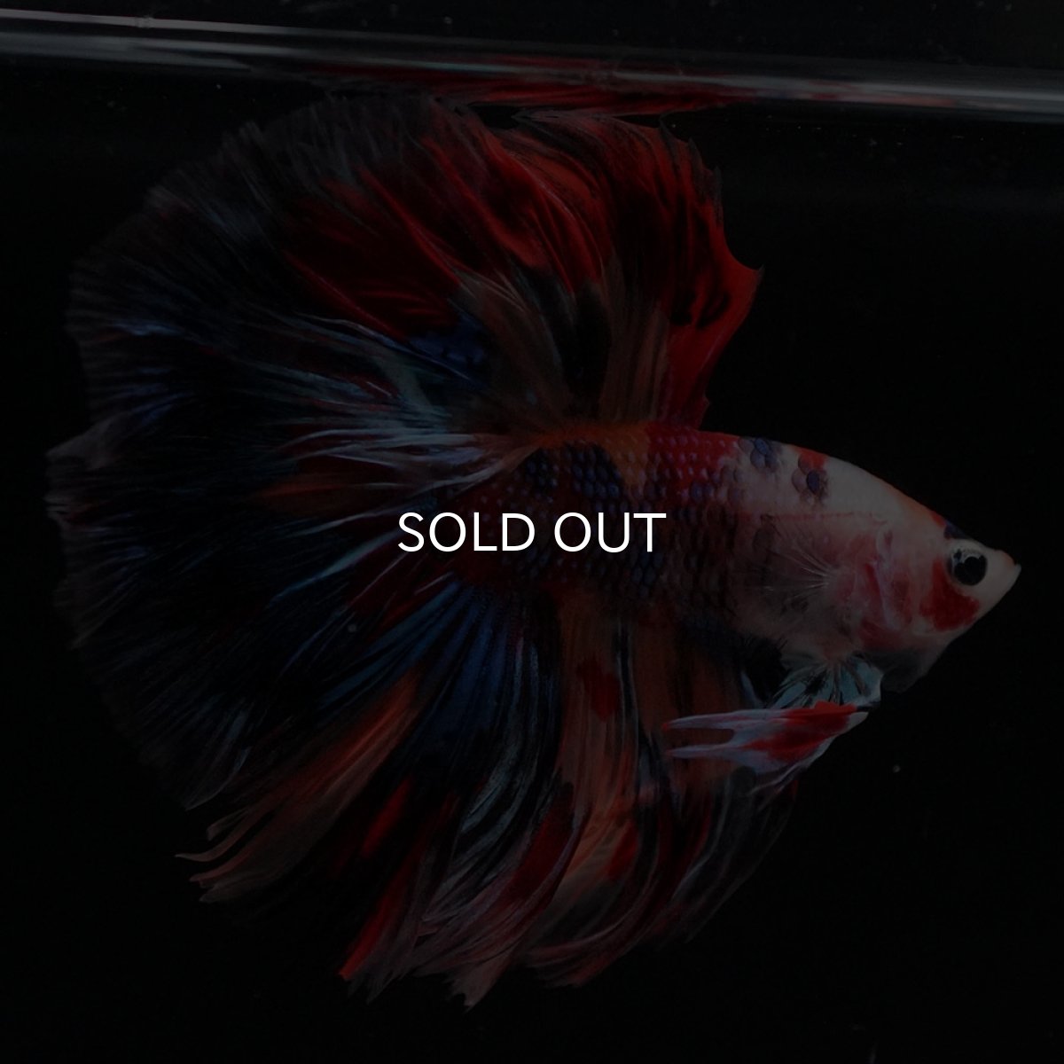 画像9: HM　キャンディ (9)