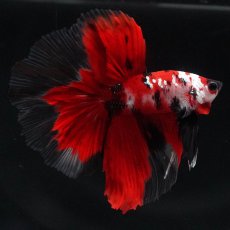 画像4: HM　鯉 (4)