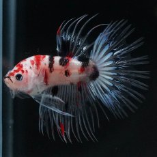 画像4: CT　鯉 (4)