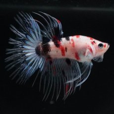 画像5: CT　鯉 (5)