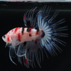 画像10: CT　鯉 (10)