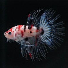 画像2: CT　鯉 (2)
