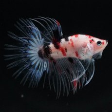 画像9: CT　鯉 (9)