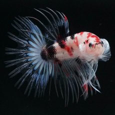 画像7: CT　鯉 (7)